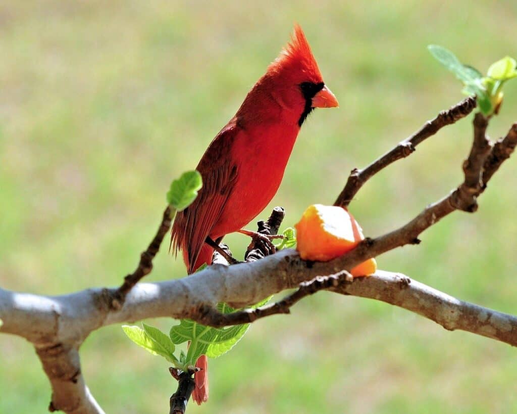 red, cardinal, bird-8917724.jpg